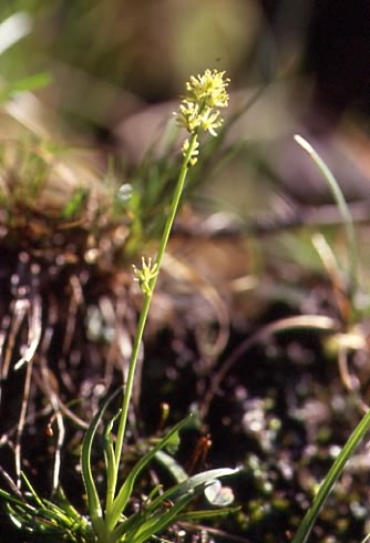 Tofieldia calyculata 1