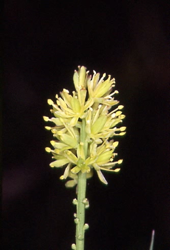 Tofieldia calyculata 2