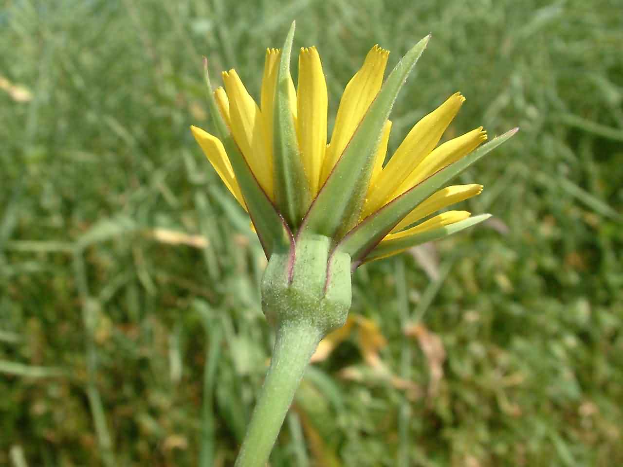 Tragopogon pratensis 2