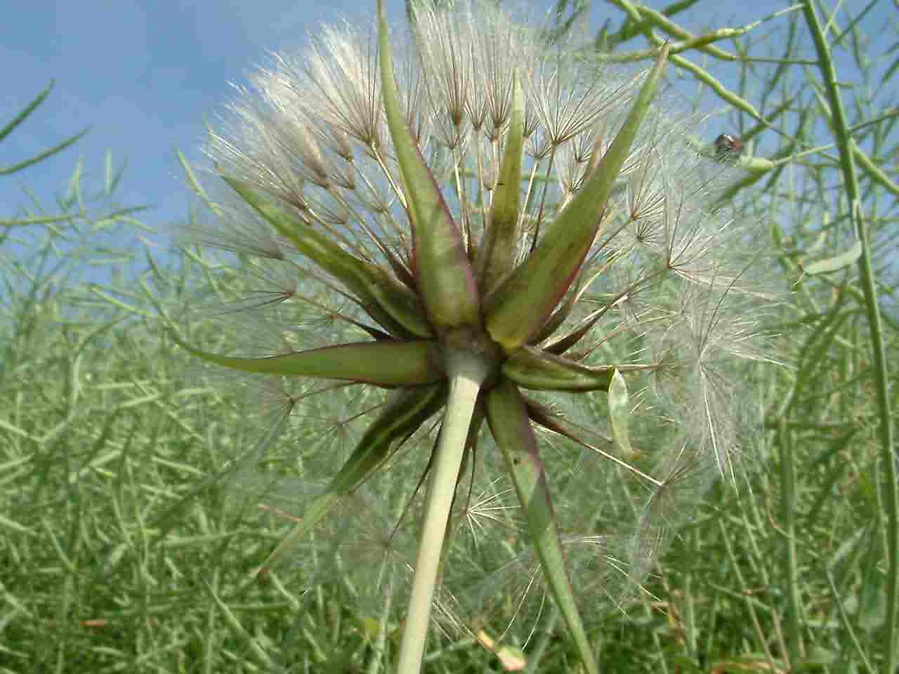 Tragopogon pratensis 3