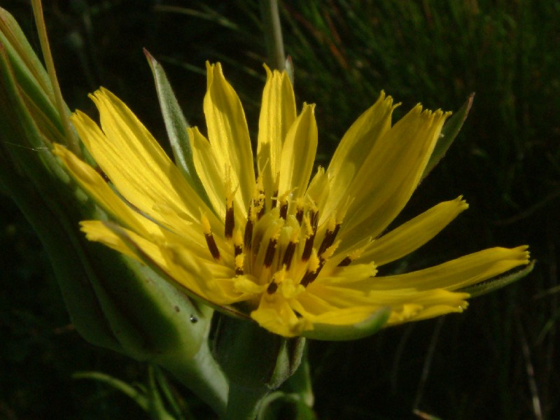 Tragopogon pratensis 1