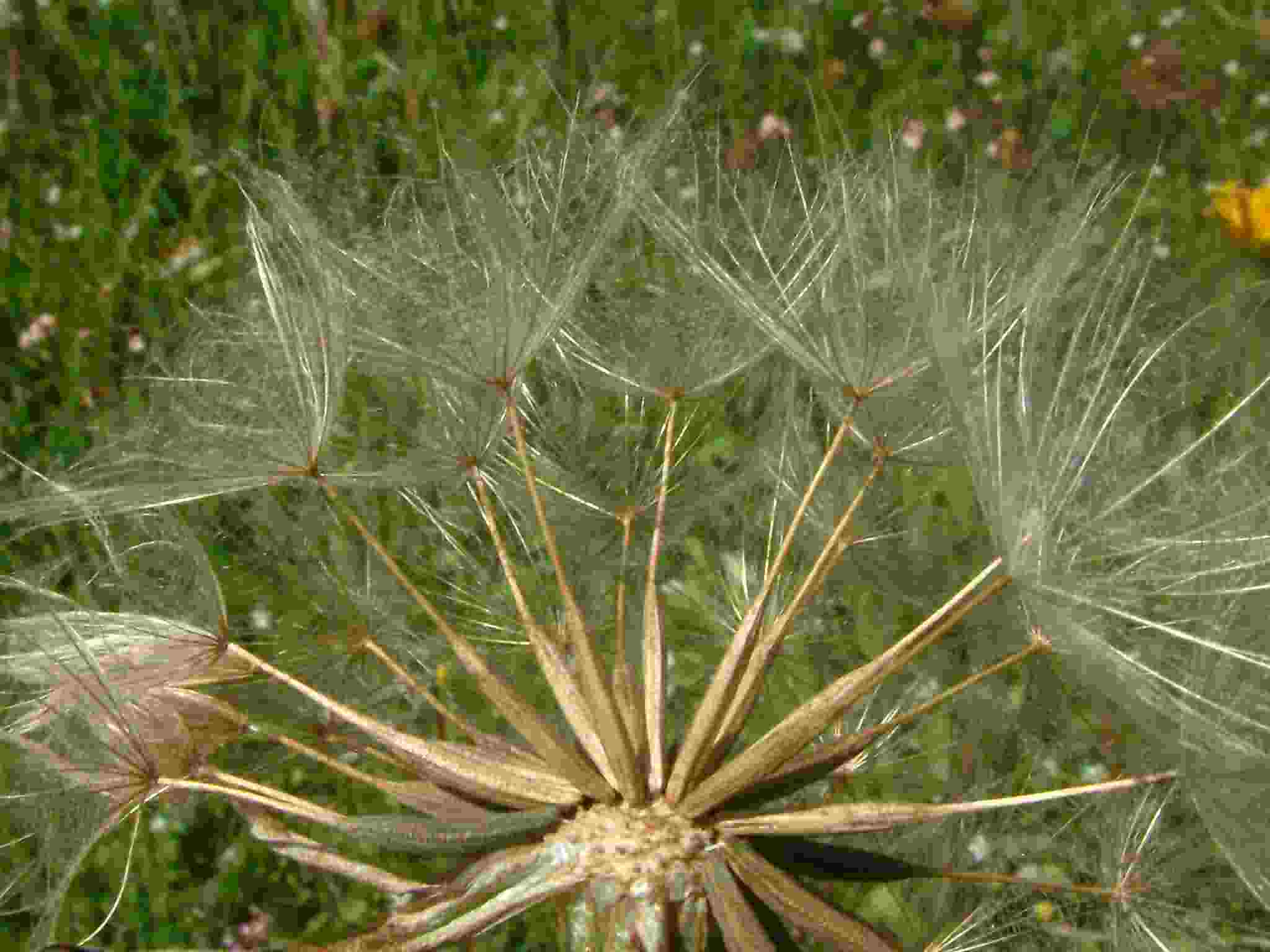 Tragopogon pratensis 4