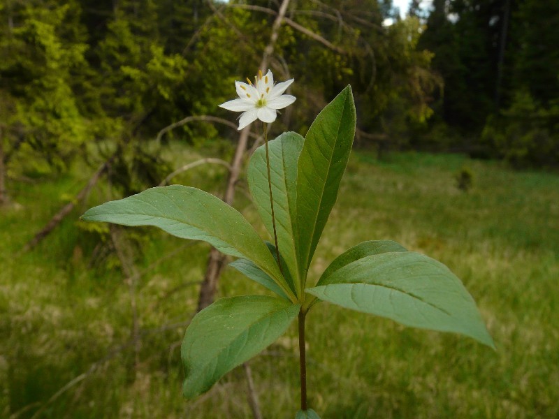 Trientalis europaea 1