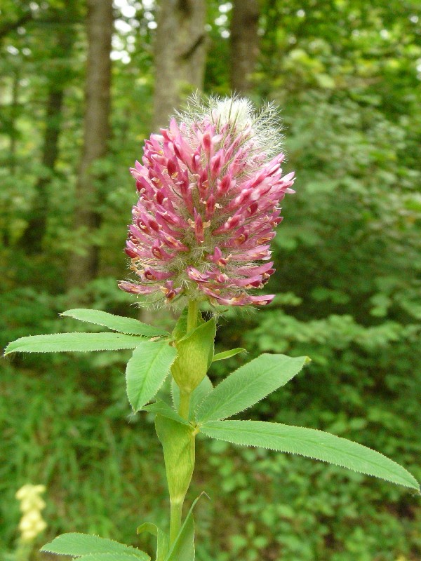 Trifolium alpestre 1