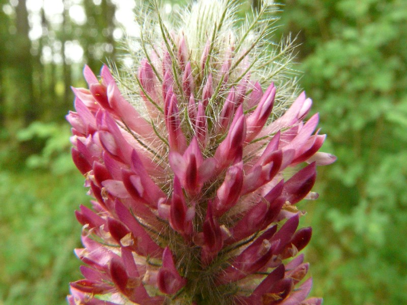 Trifolium alpestre 2