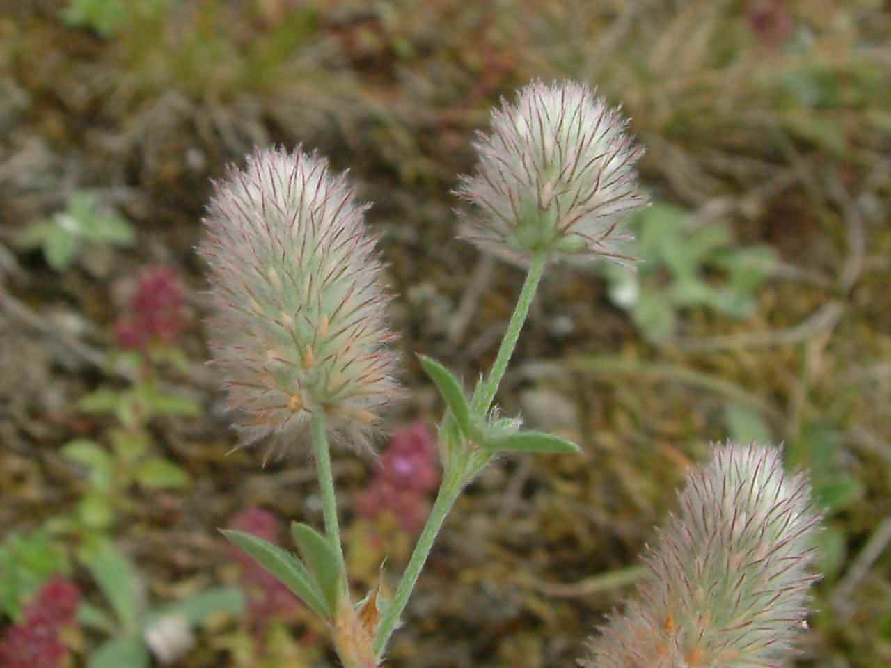 Trifolium arvense 1