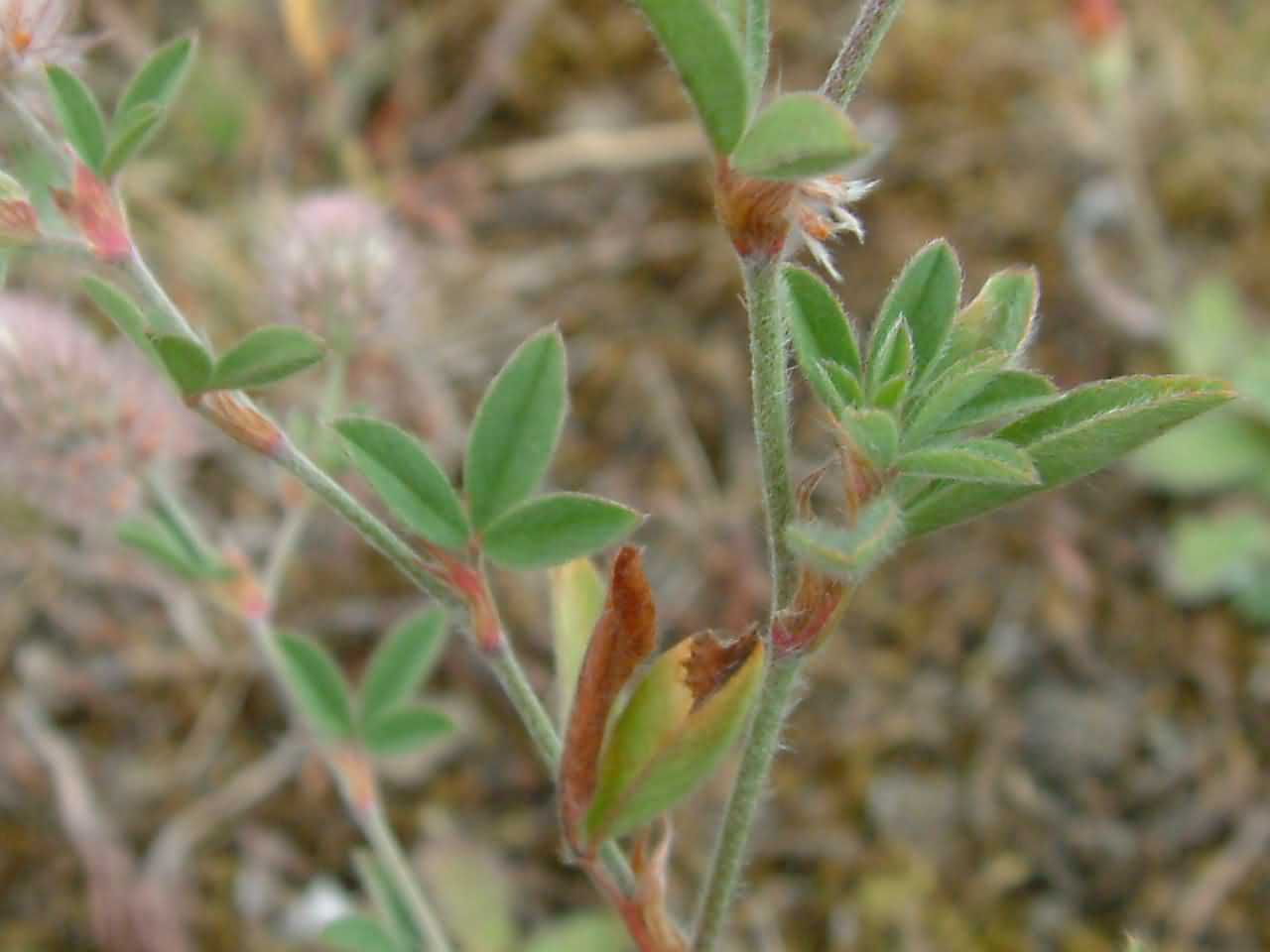Trifolium arvense 2
