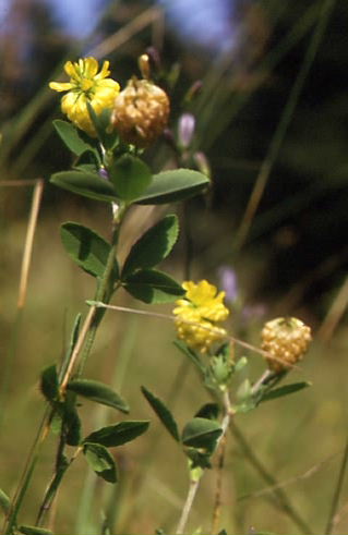 Trifolium aureum