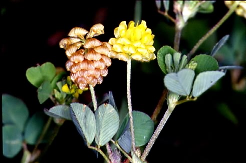 Trifolium campestre