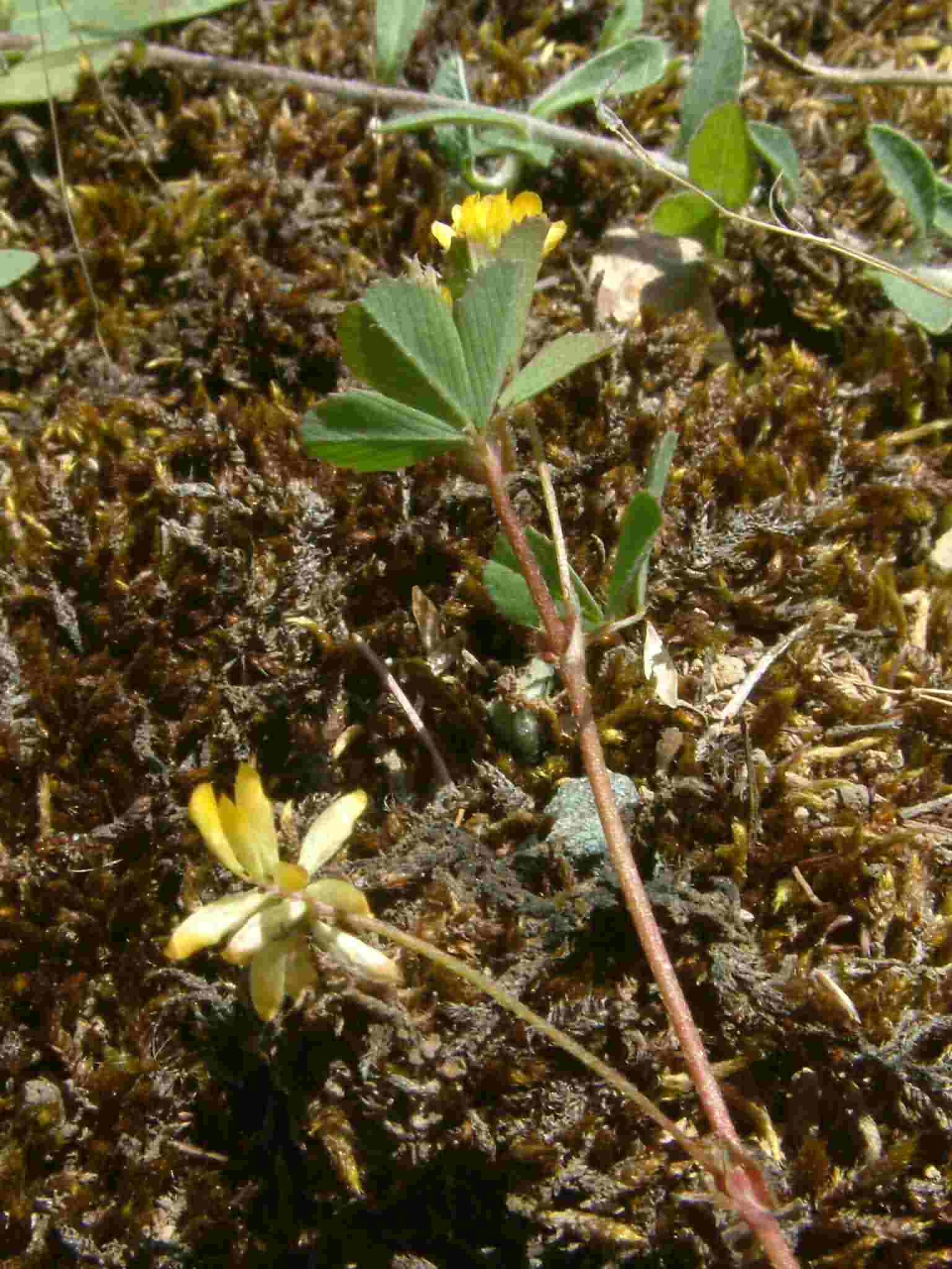 Trifolium dubium 1