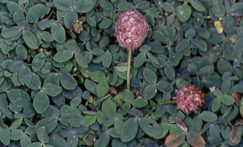 Trifolium fragiferum 1