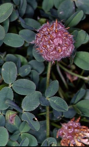 Trifolium fragiferum 2