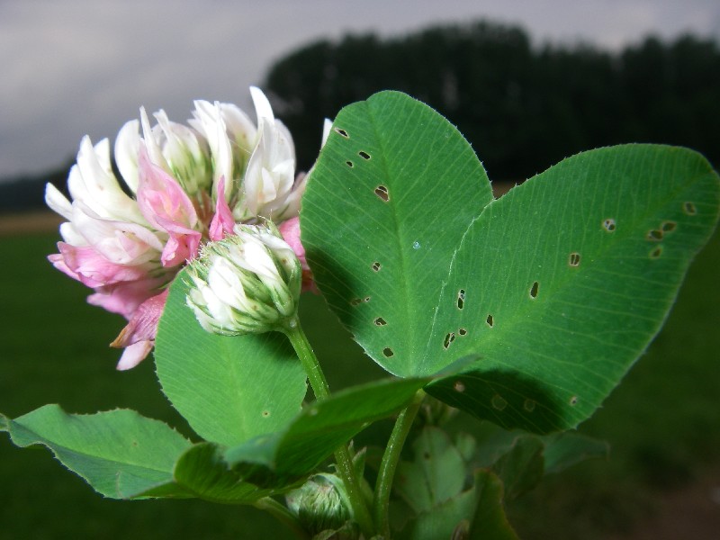 Trifolium hybridum  2