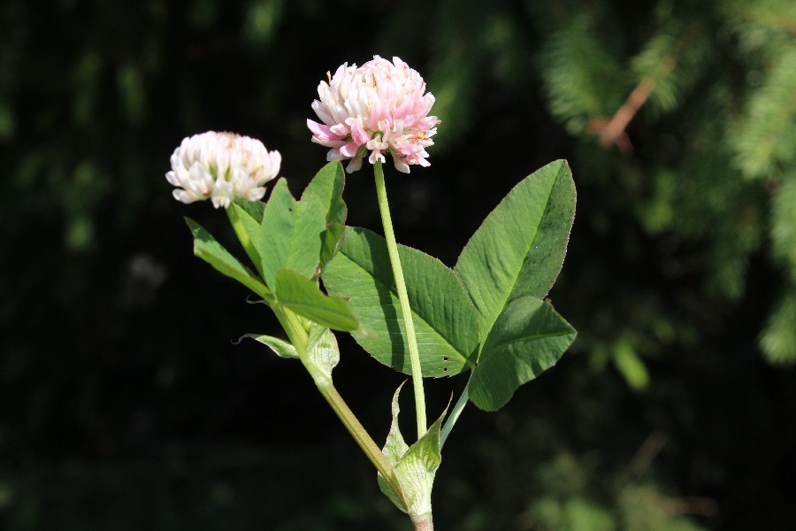 Trifolium hybridum  1