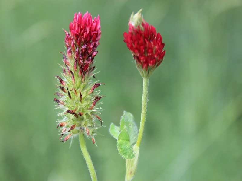 Trifolium incarnatum 1