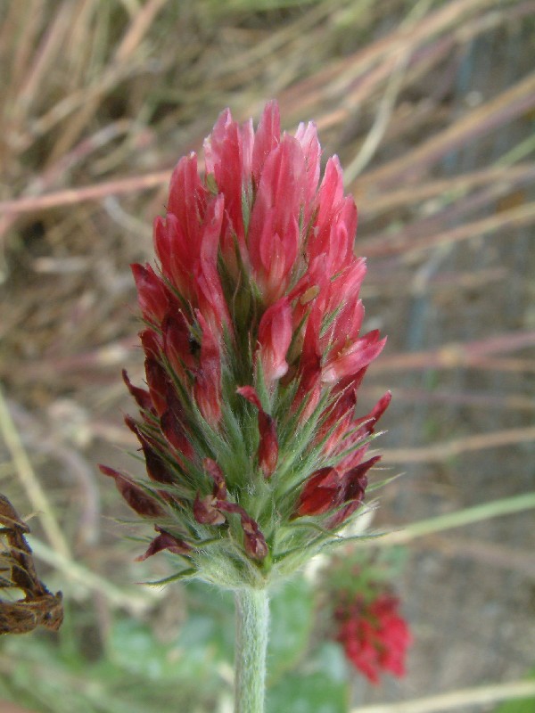 Trifolium incarnatum 2