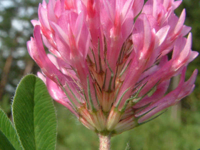 Trifolium medium 3