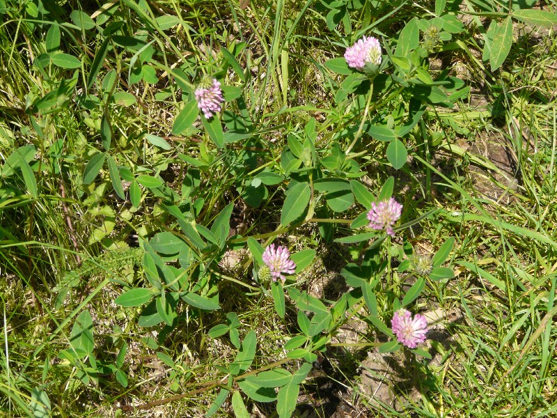 Trifolium medium 1