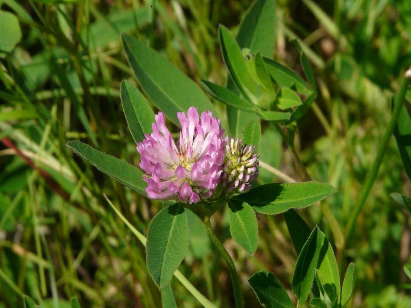 Trifolium medium 2