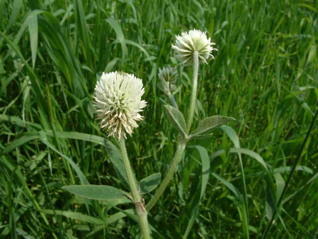 Trifolium montanum 