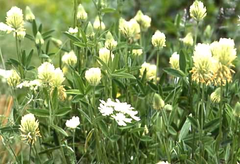 Trifolium pannonicum 1