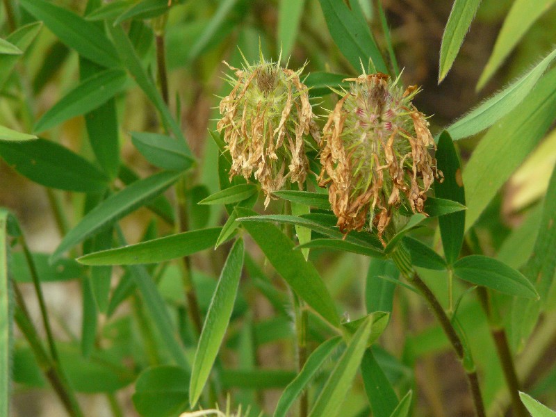 Trifolium pannonicum 2