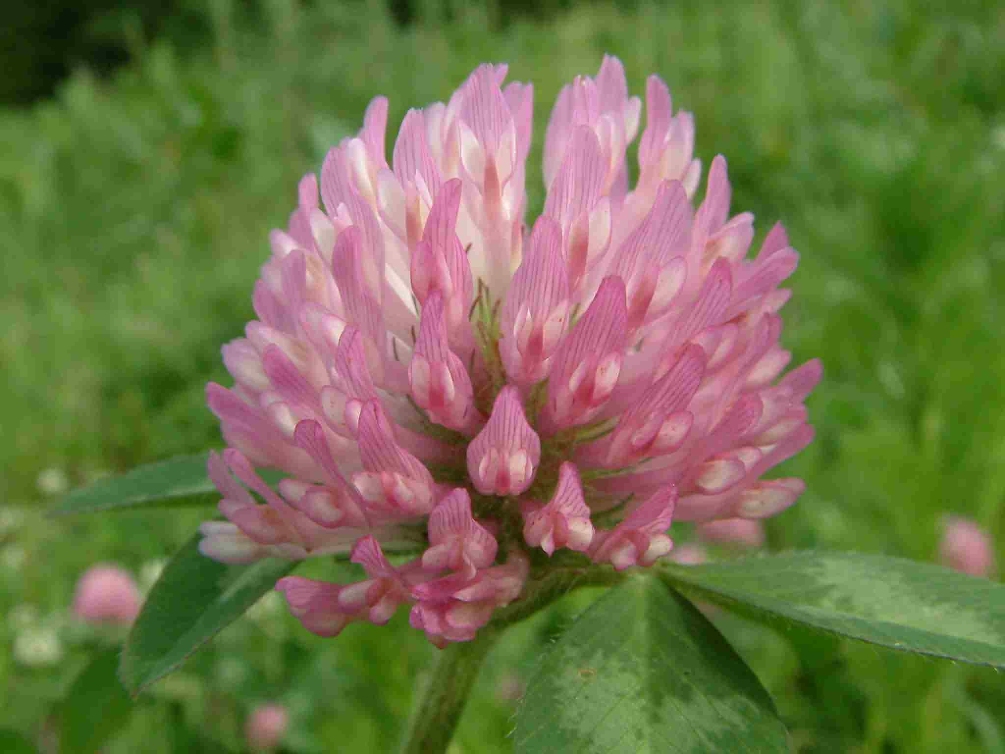 Trifolium pratense 2