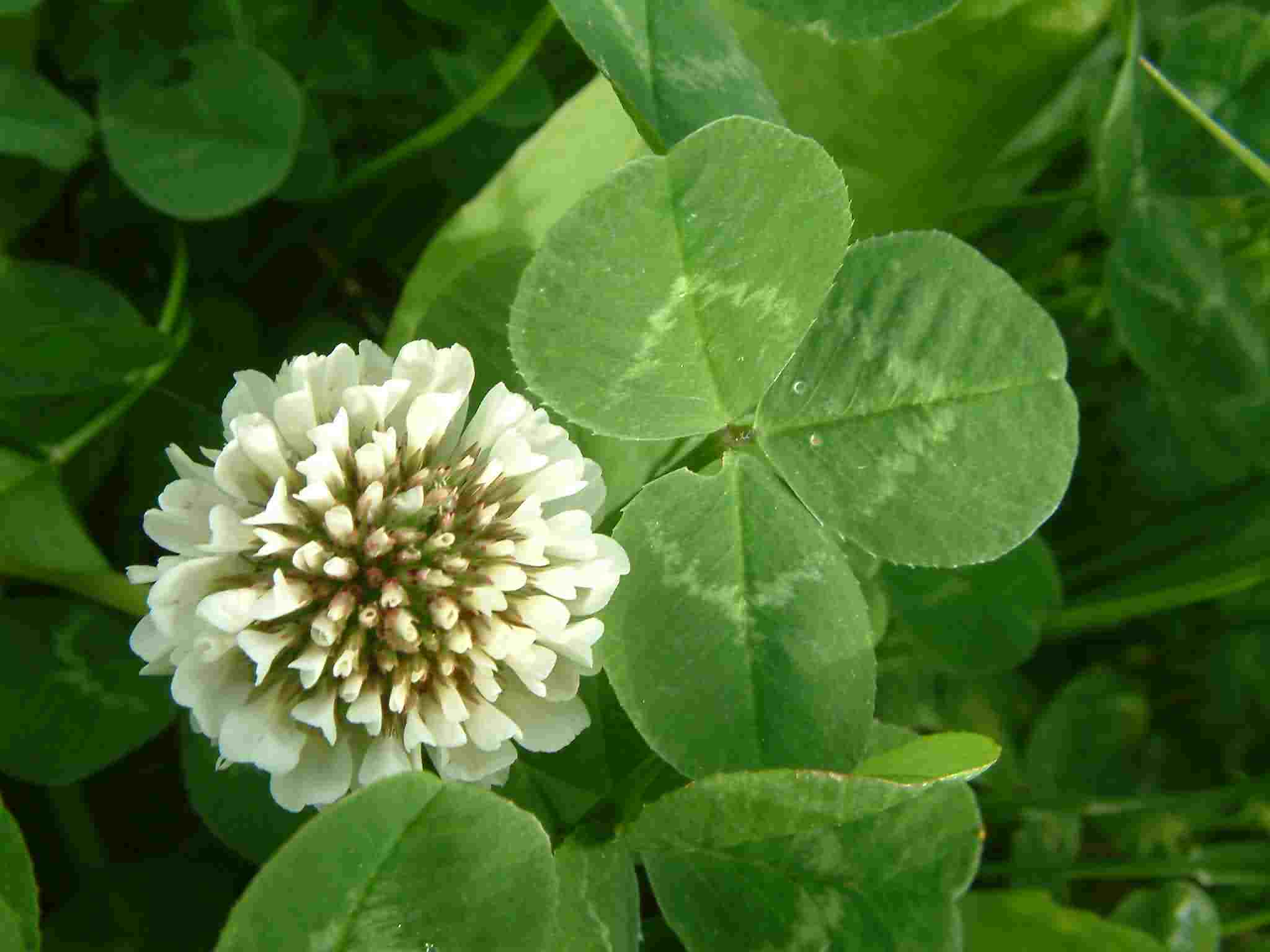 Trifolium repens 1