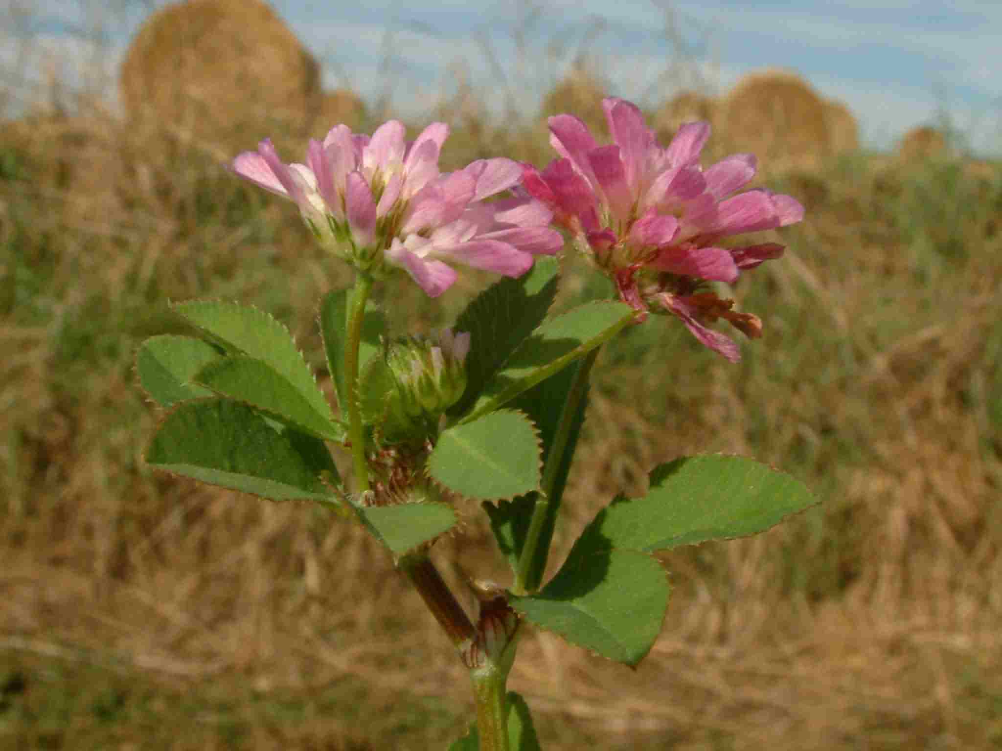 Trifolium resupinatum 1