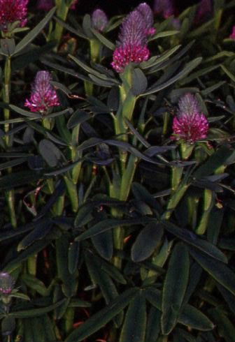 Trifolium rubens 1