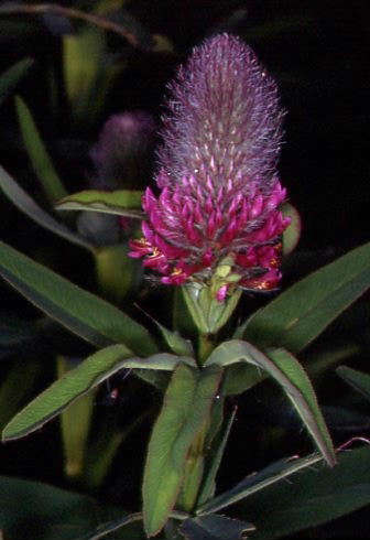 Trifolium rubens 2