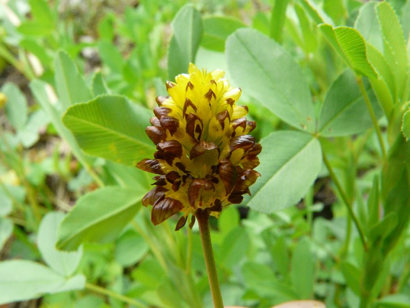Trifolium spadiceum 3