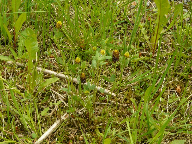 Trifolium spadiceum 1