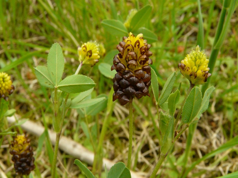 Trifolium spadiceum 2