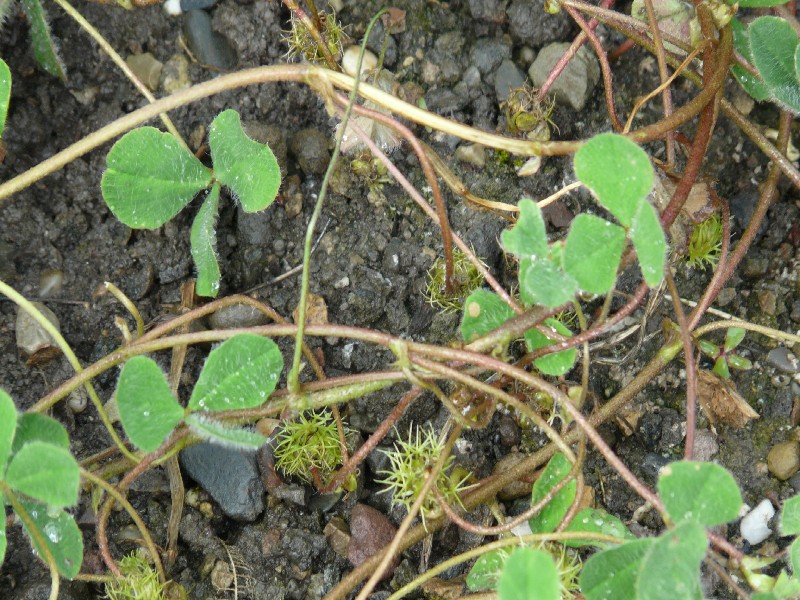 Trifolium subterraneum 1