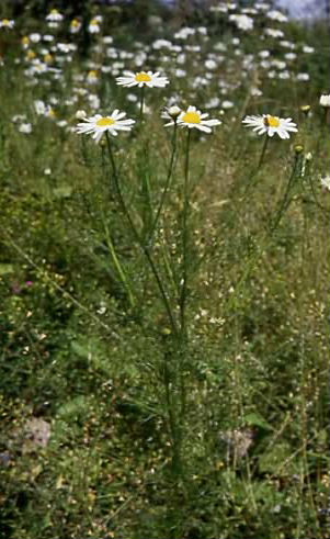 Tripleurospermum perforatum 1