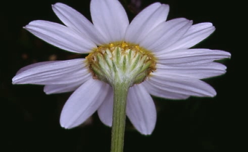 Tripleurospermum perforatum 2