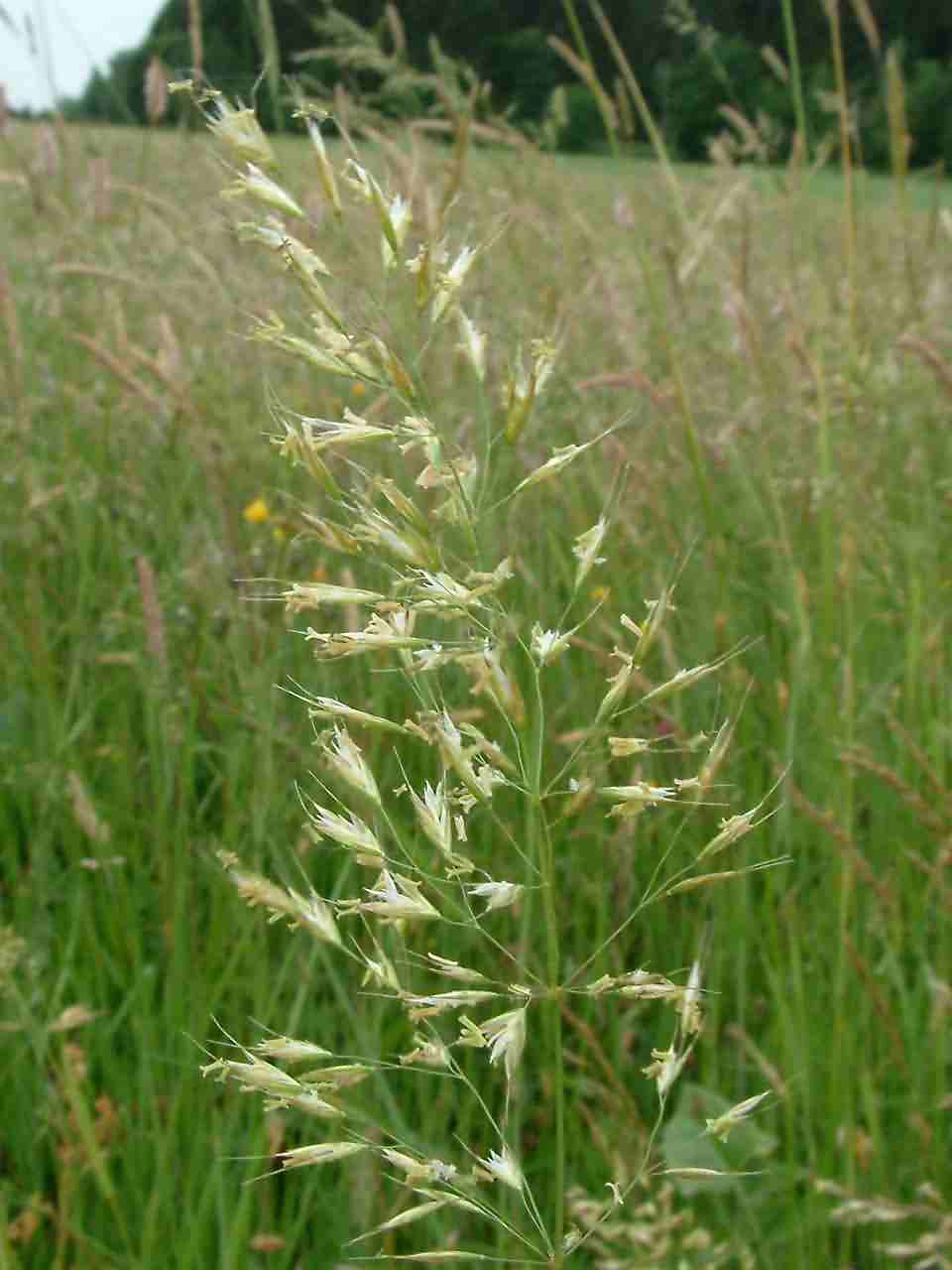 Trisetum flavescens 1