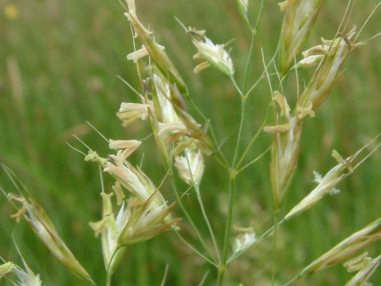 Trisetum flavescens 2