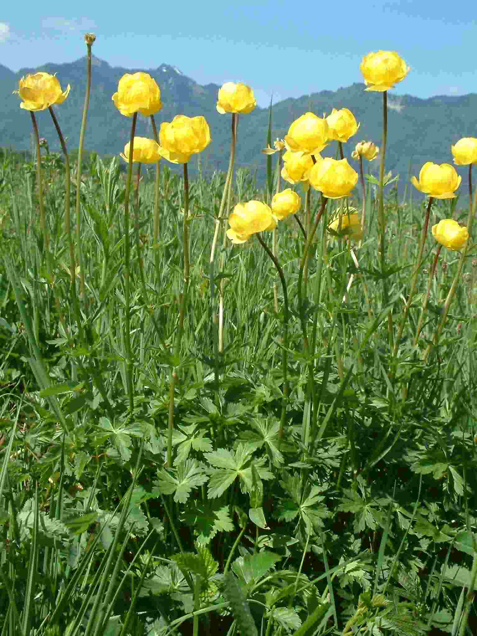 Trollius europaeus 1