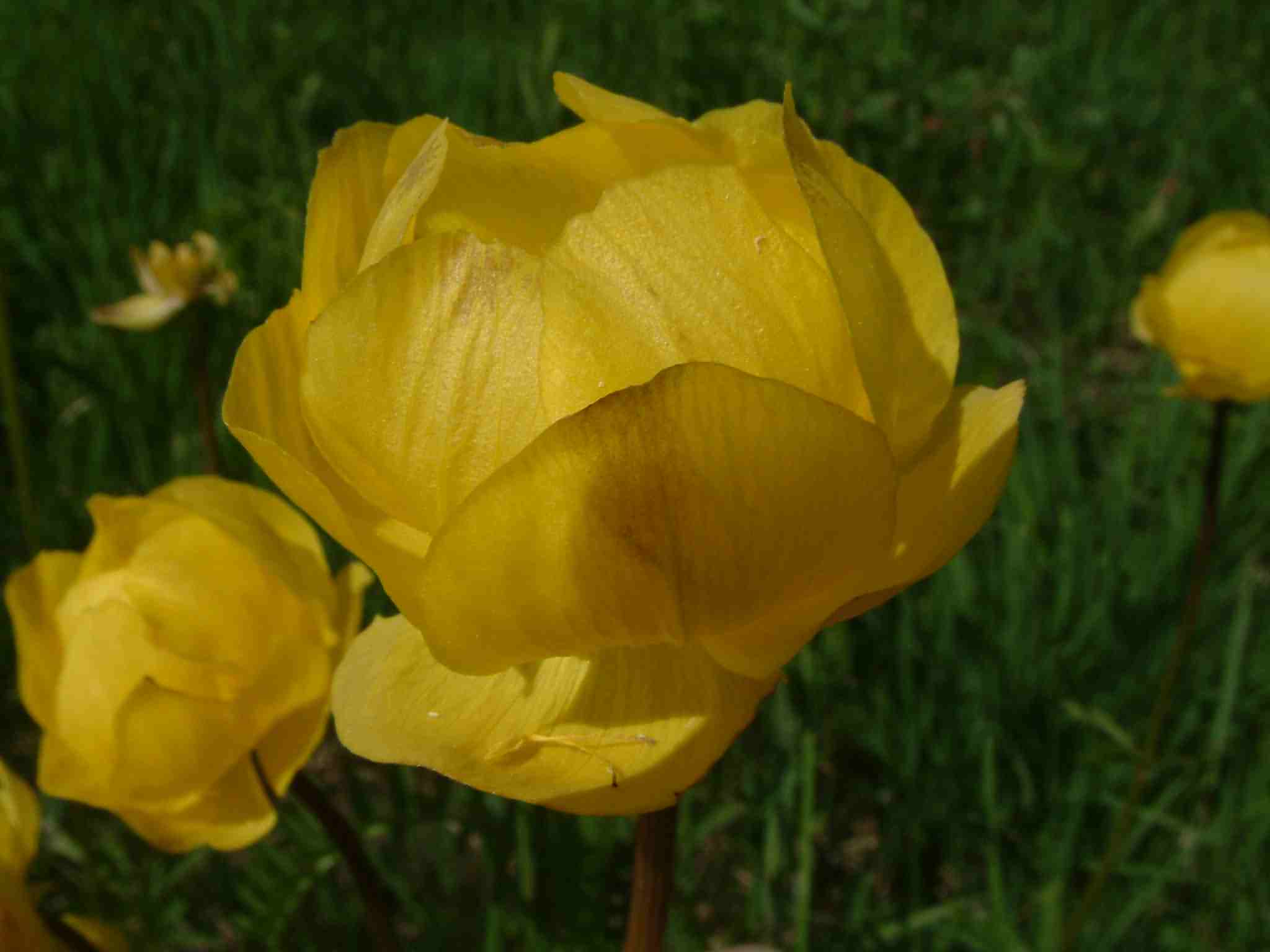 Trollius europaeus 2