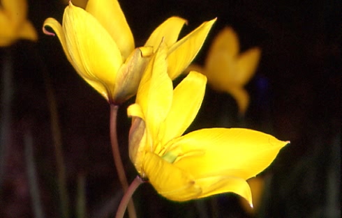 Tulipa sylvestris 2