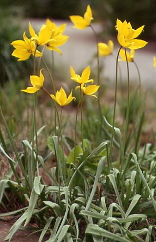 Tulipa sylvestris 1