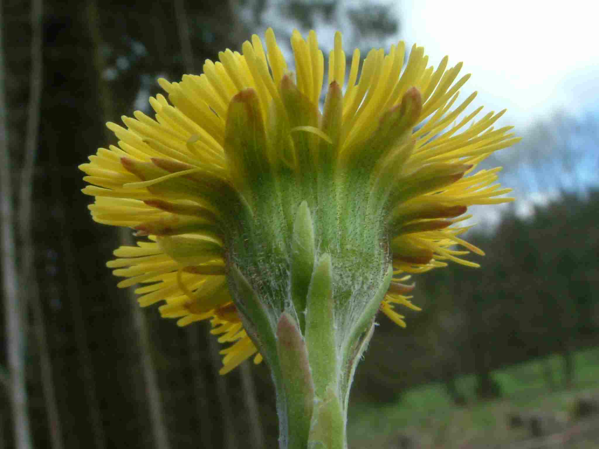 Tussilago farfara 2