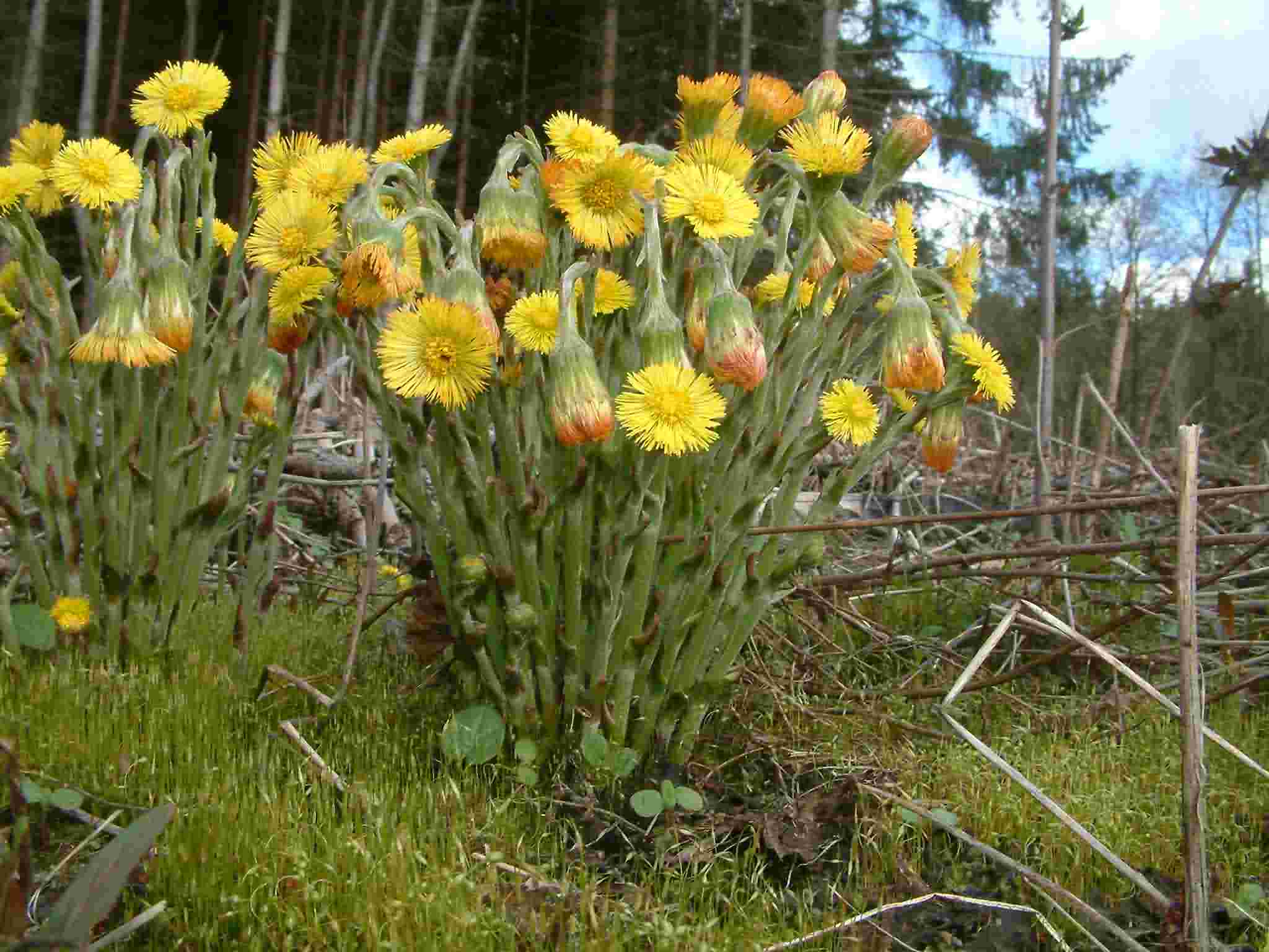 Tussilago farfara 1