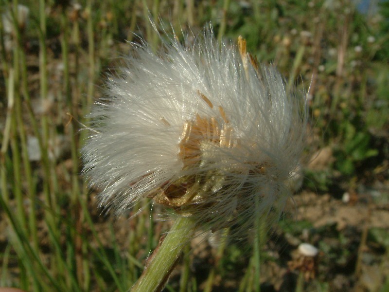 Tussilago farfara 3