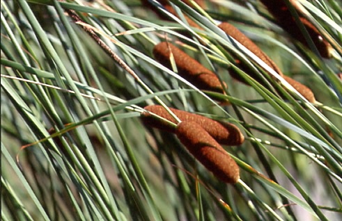 Typha angustifolia 1