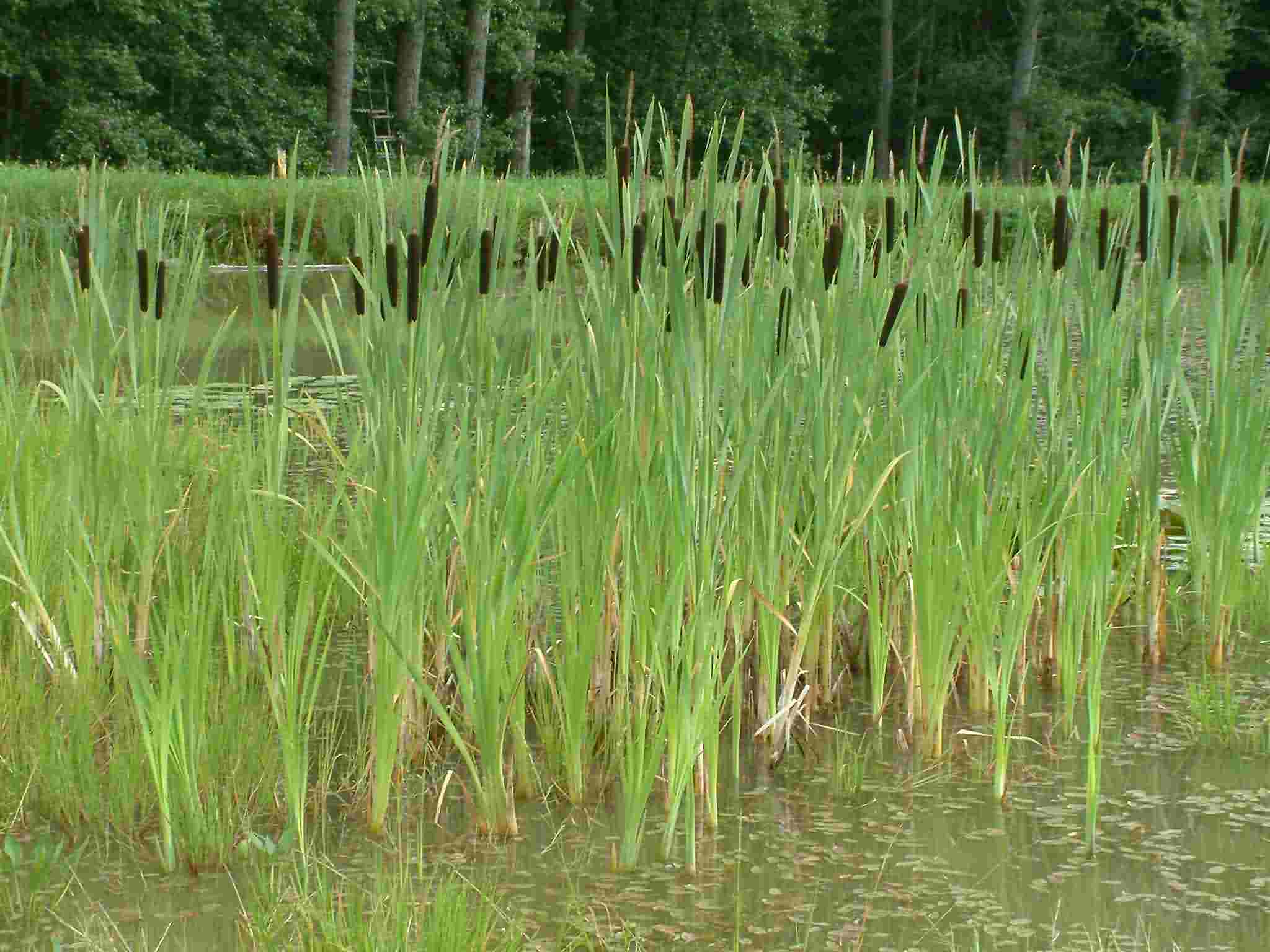 Typha latifolia 1