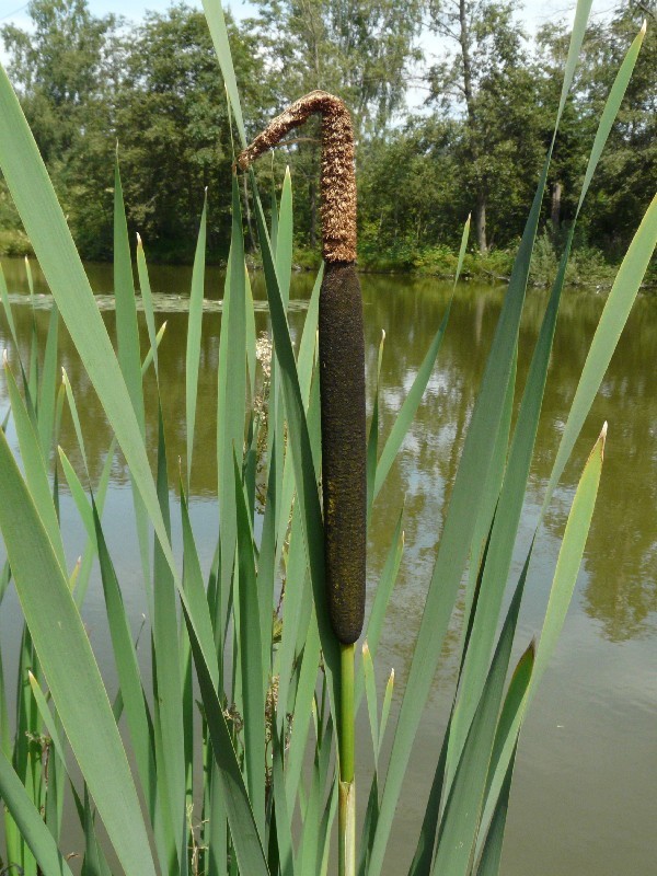 Typha latifolia 2