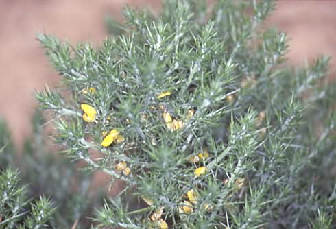 Ulex europaeus 1